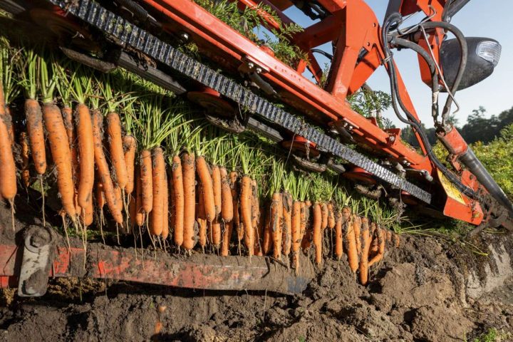 Karotten-Erntemaschine im Einsatz