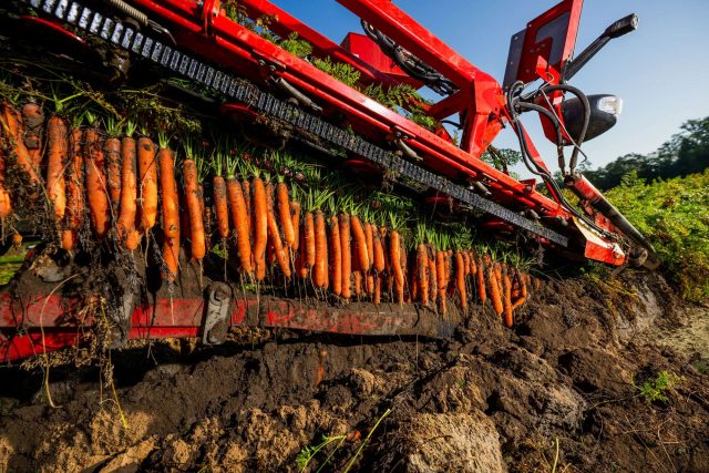 Karottenernte mit Maschine im Feld